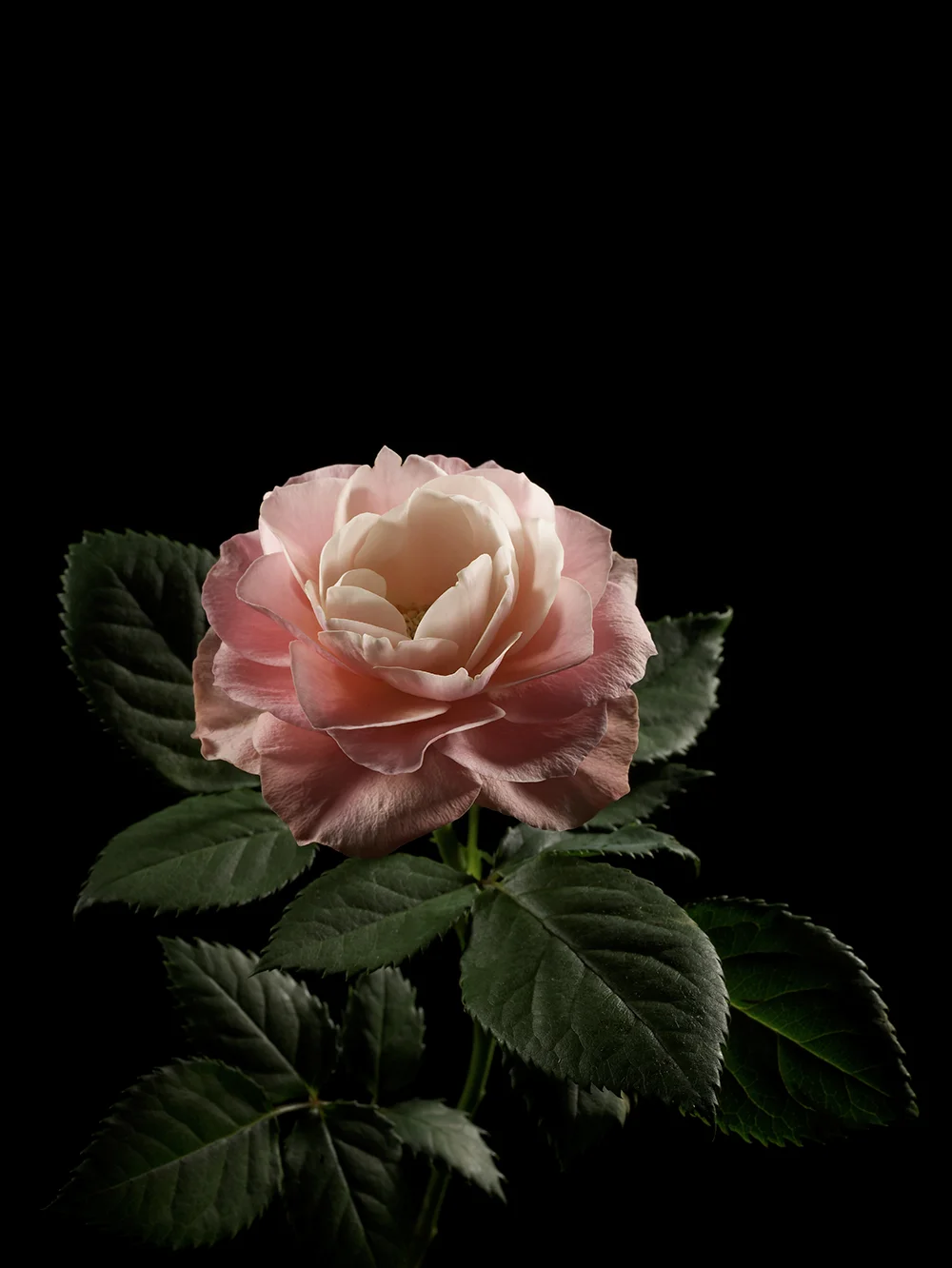 palaceRose_00134.jpg