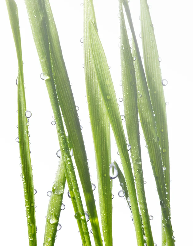 grass-116Flatcb.jpg