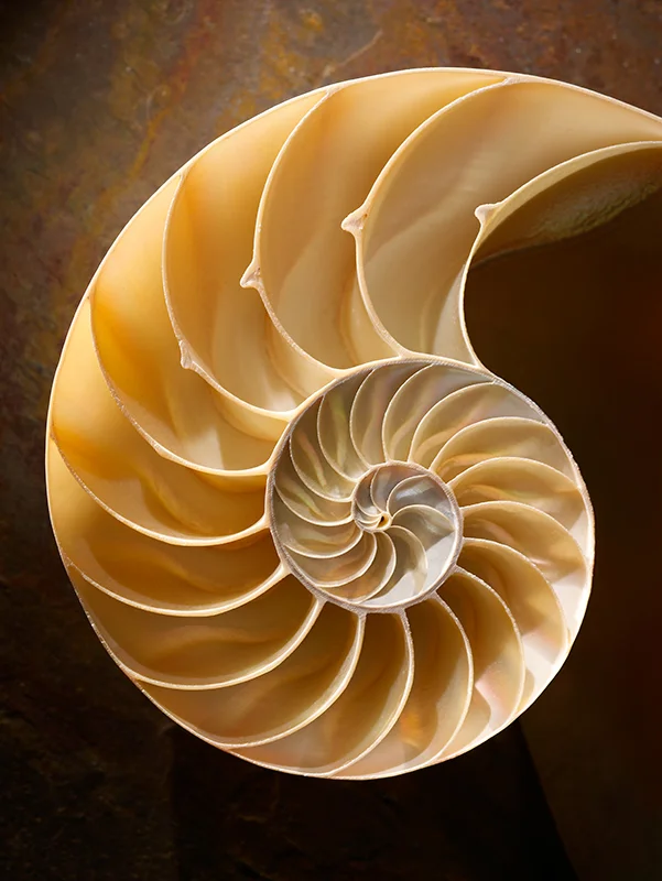 nautilusShell.jpg