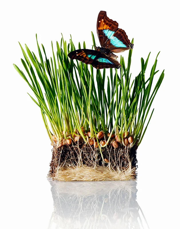 grassButterfly.jpg
