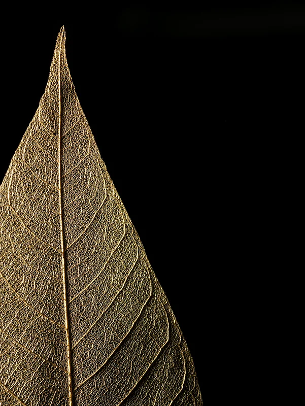 goldLeaf.jpg