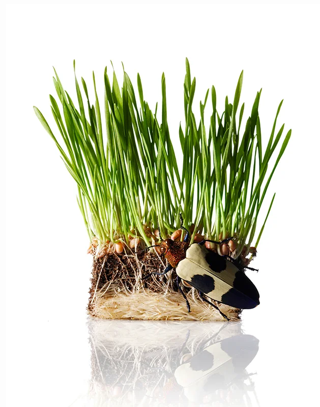 grassBuga.jpg