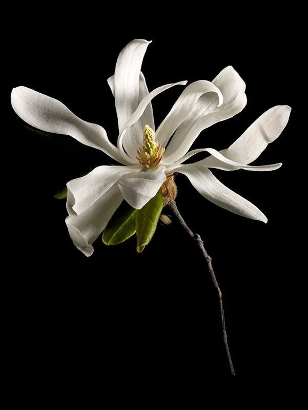 flwrs042607-52d.jpg