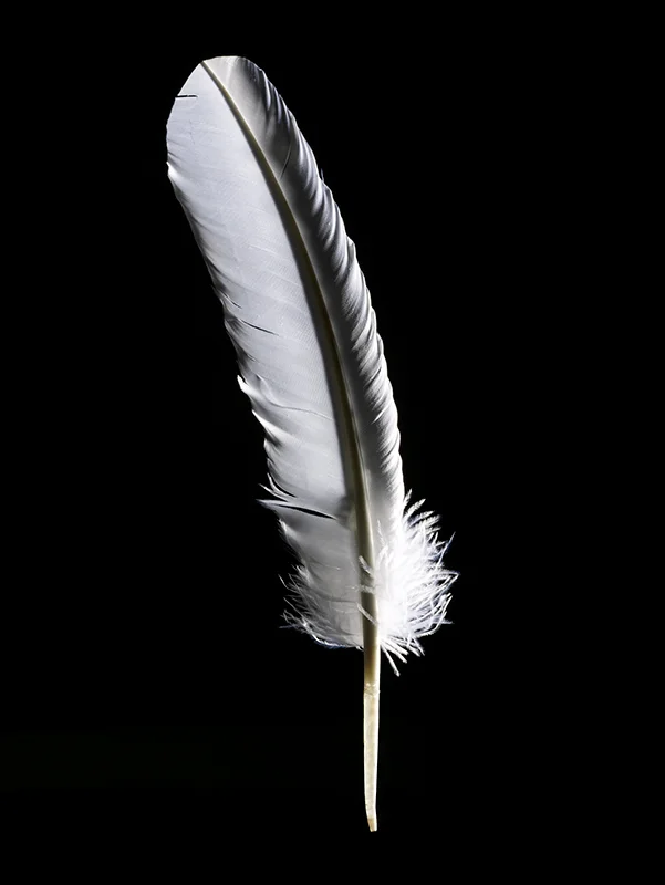 feather.jpg