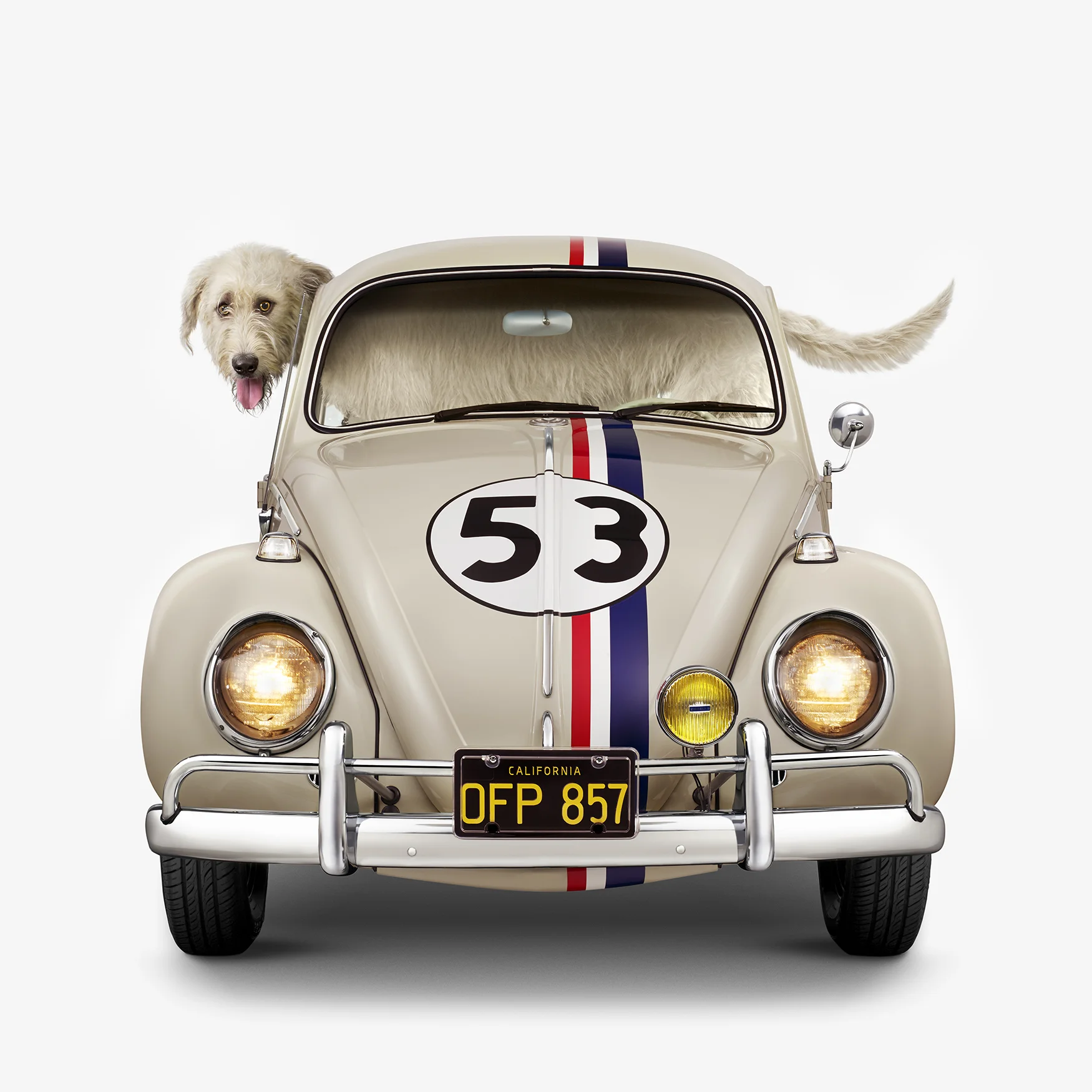 02B_Herbie_IrishWolfhound_front.jpg