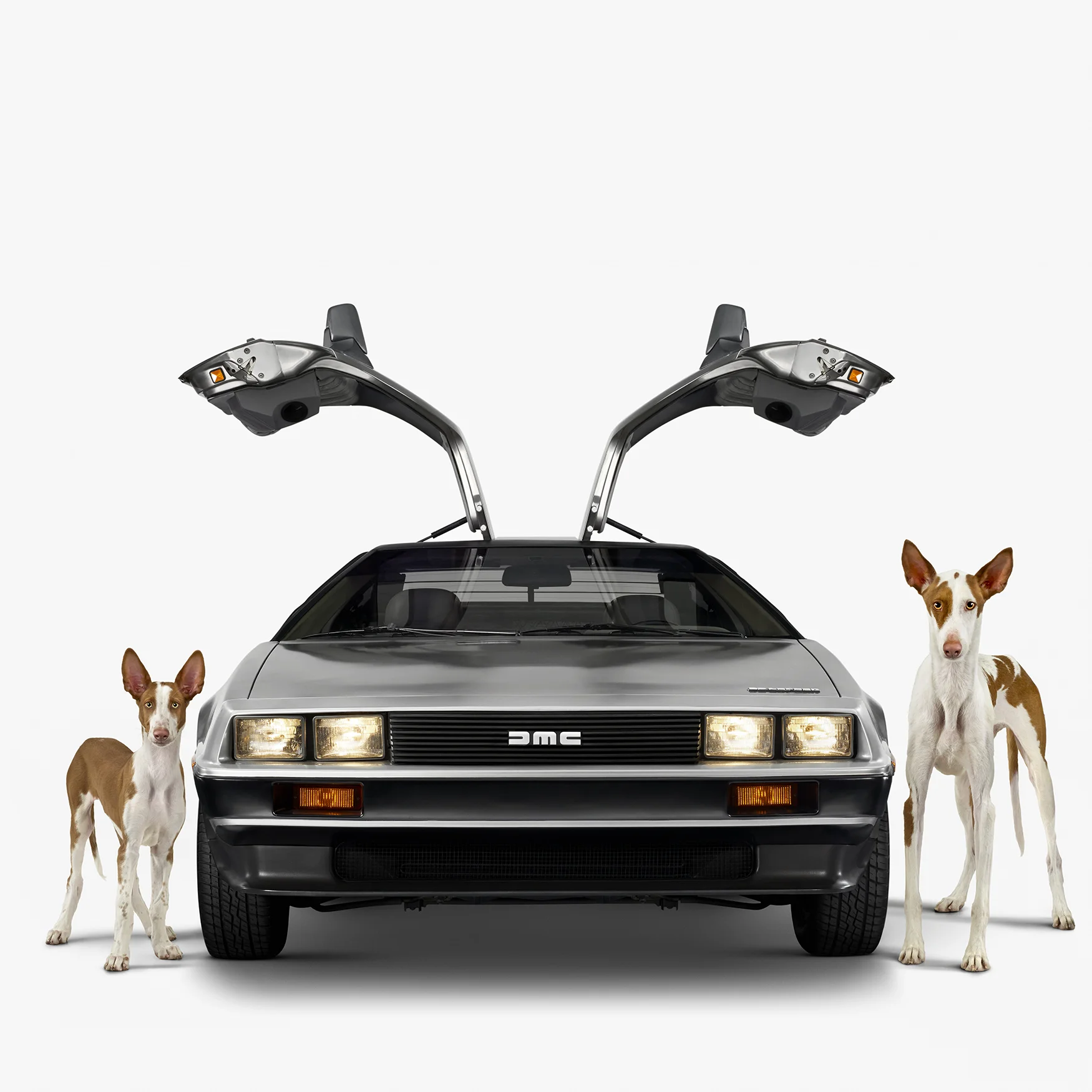 01A_DeLorean_IbizanHounds_front.jpg
