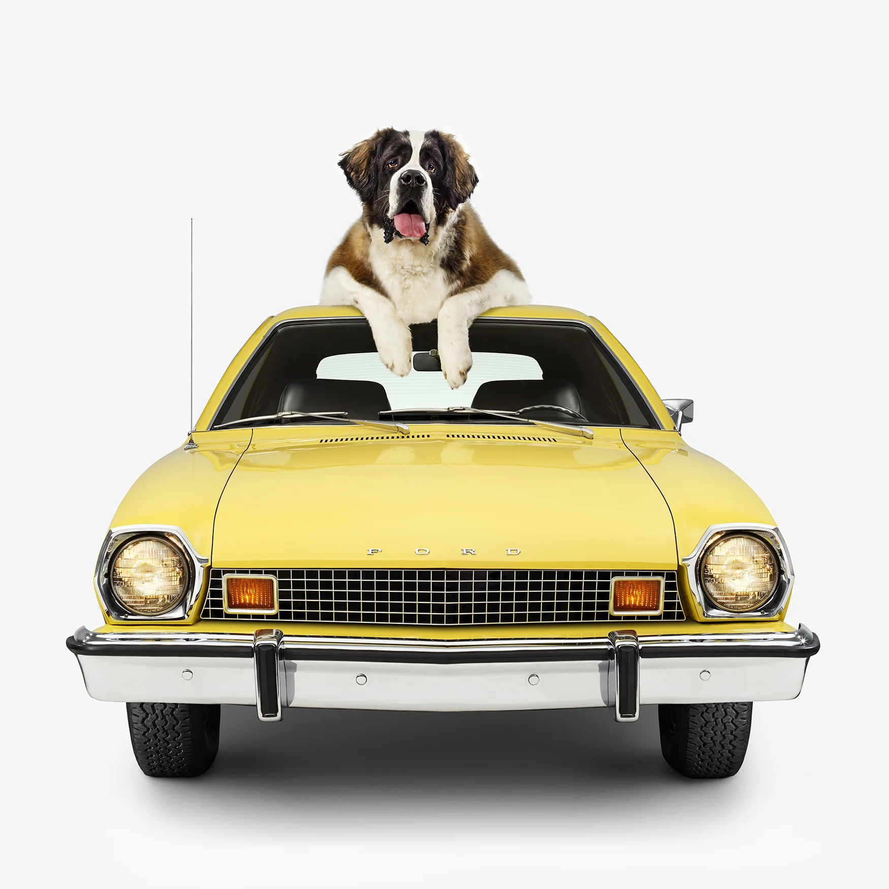 07G_Pinto_St.Bernard_front.jpg