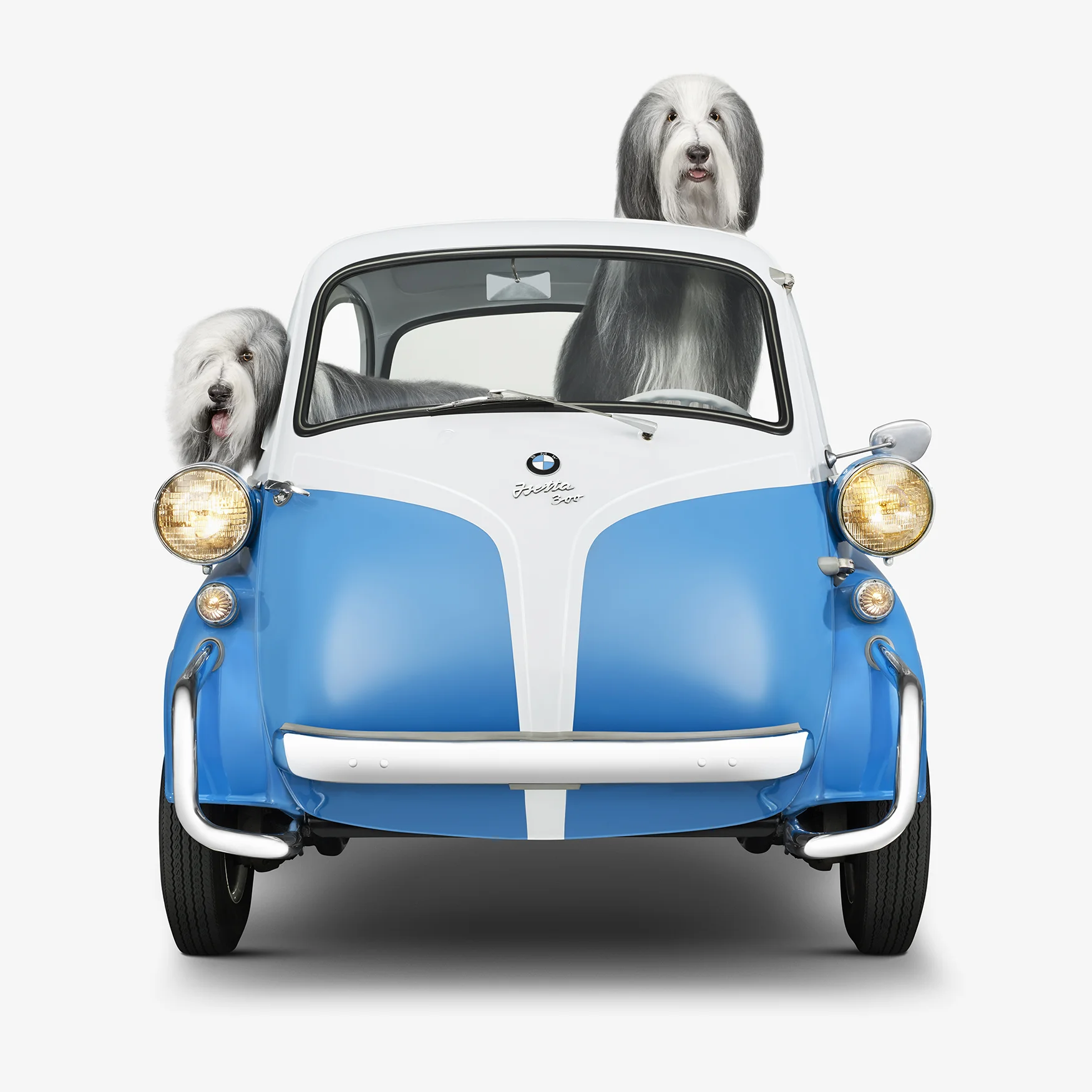 11K_BMWisetta_Bearded Collie_front.jpg
