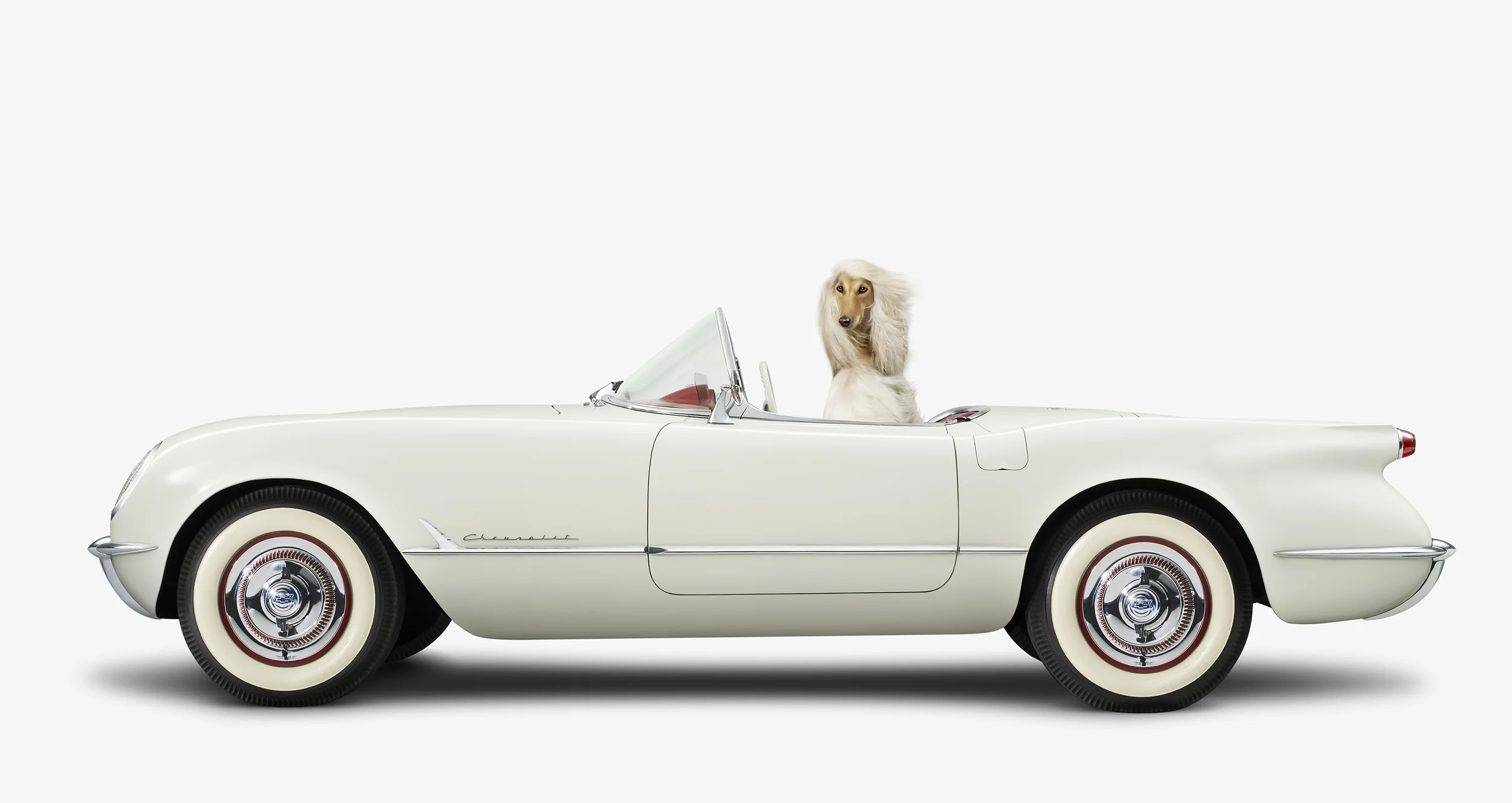 16P_Corvette_AfghanHound_side.jpg