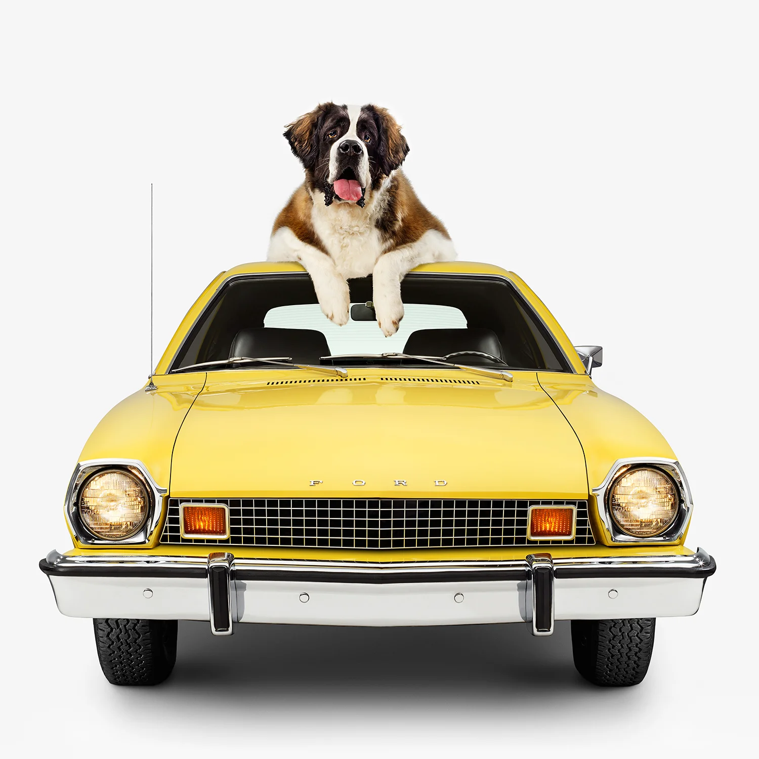 12x12Pinto_St.Bernard_front.jpg