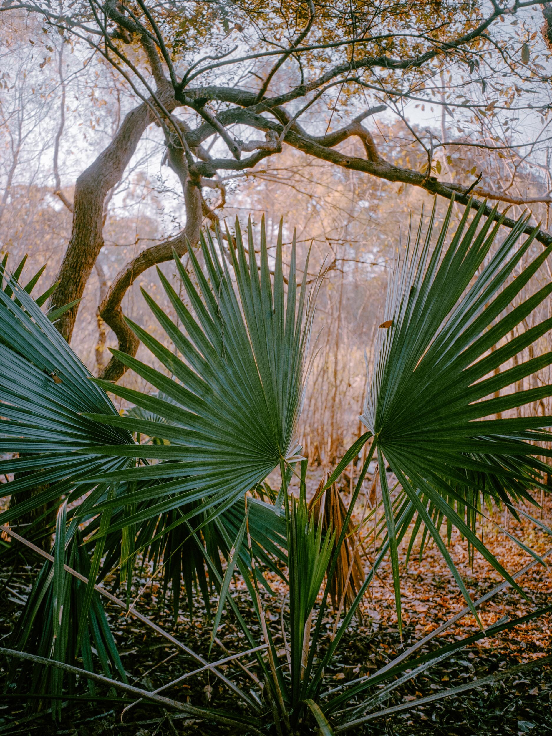  Louisiana, 2017 