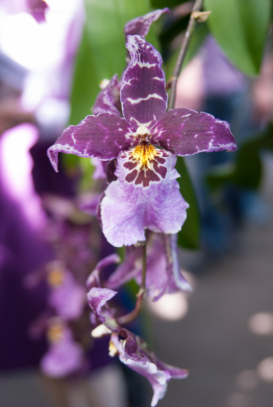 New-York-Botanical-Gardens-orchid-Show-97.jpg