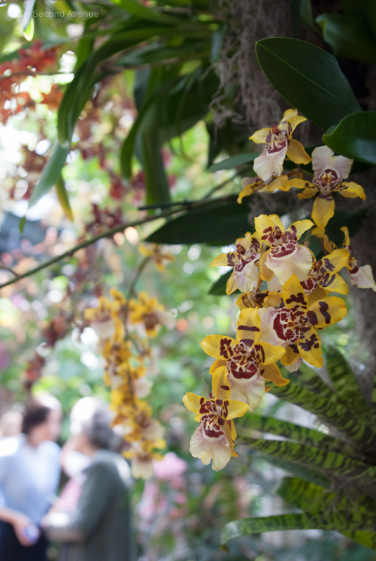 New-York-Botanical-Gardens-orchid-Show-189.jpg