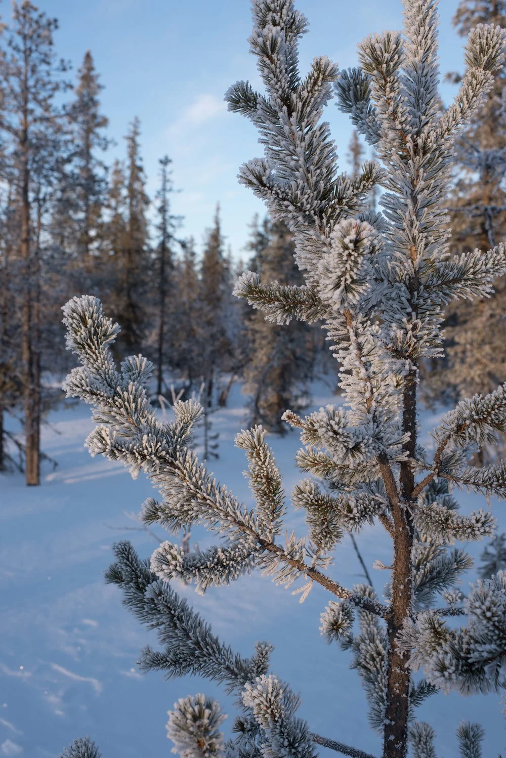 2017Feb11_Kiruna_855.jpg