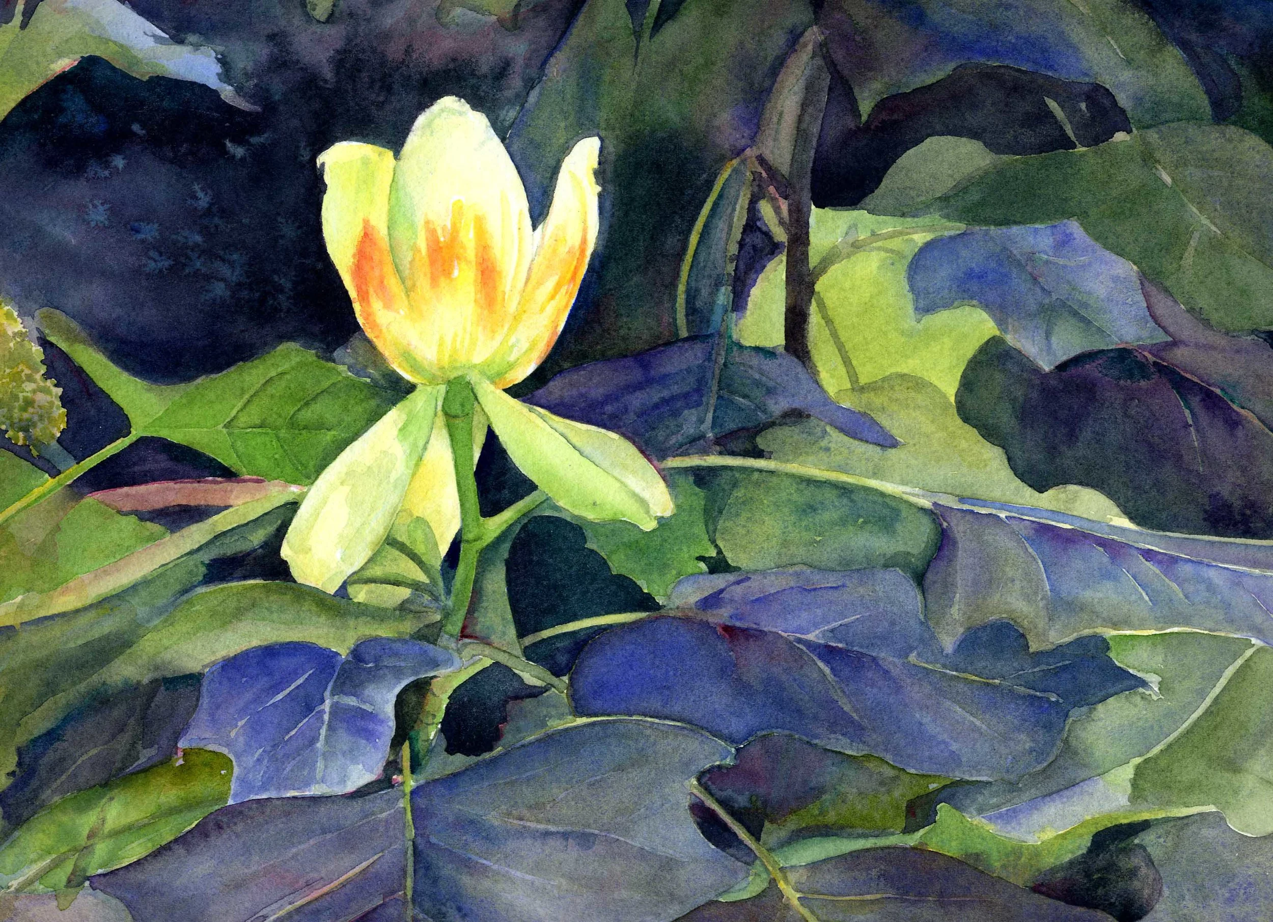 tulip 2.jpg