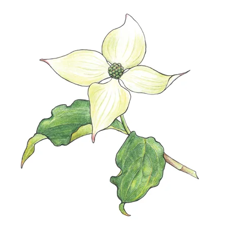 CornusKousa.jpg