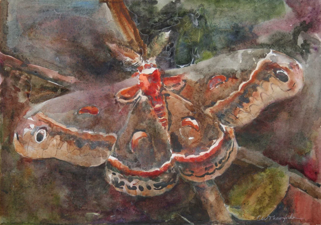 Cecropia.jpg