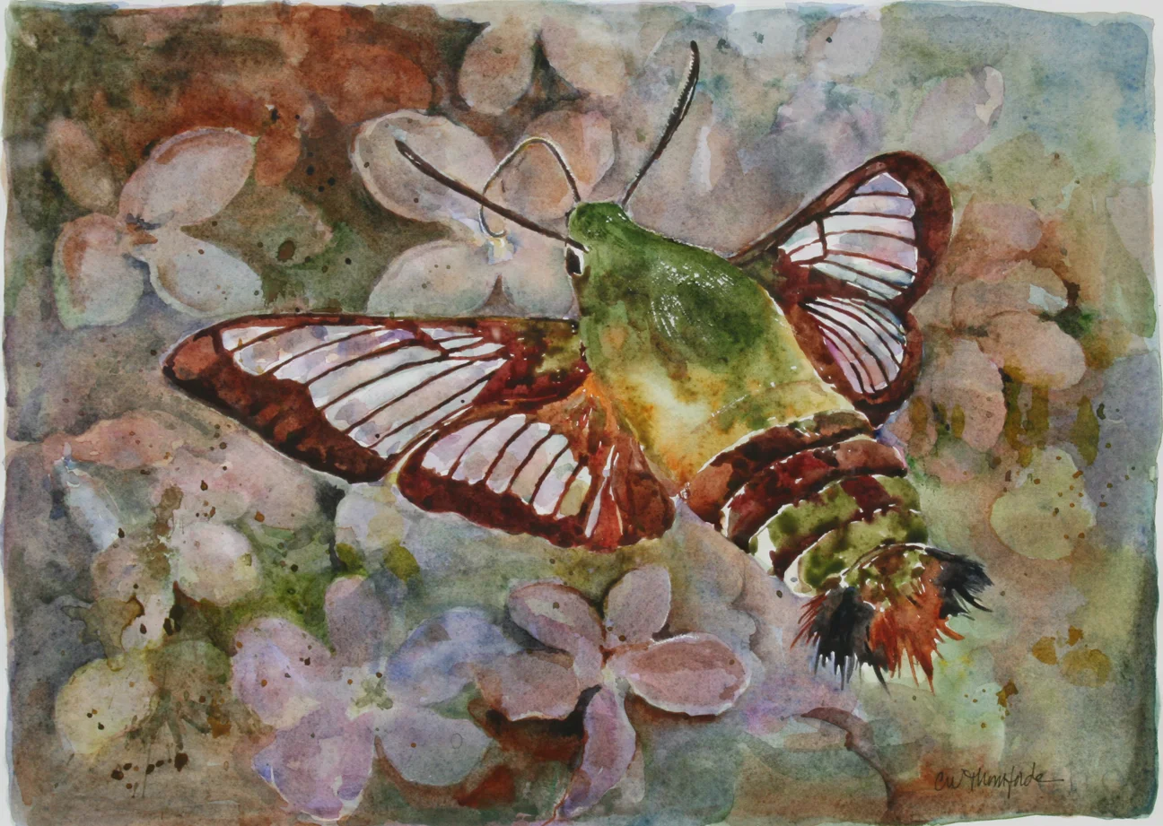 HummingbirdMoth.jpg