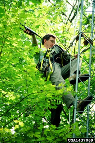 Studying photosynthesis. This image depicts the process of taking gas exchange measurements at the Coweeta Hydrologic Lab, U.S. Forest Service, North Carolina. (Photo credit: Paul Bolstad, University of Minnesota, Bugwood.org ; this work is licensed under a Creative Commons Attribution 3.0 License .)