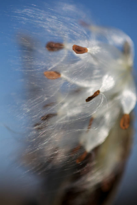Milkweed_seeds_blown_by_wind.jpg