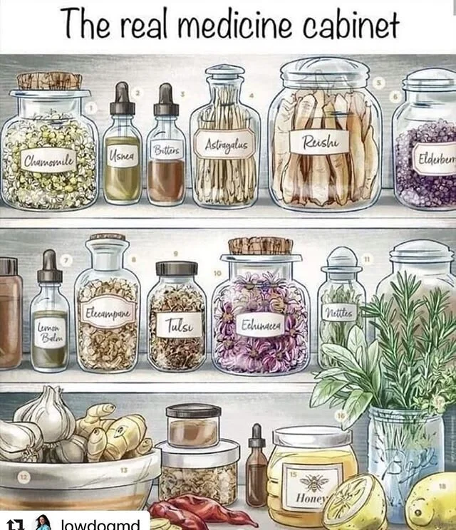 &ldquo;Herbal medicine isn&rsquo;t a trend. It is a return to tradition.⁣&rdquo; @lowdogmd ⁣
&ldquo;Being an herbwyfe runs deep in my veins, and the craft and power of herbal medicine has always inspired me.  I love seeing modern science and research