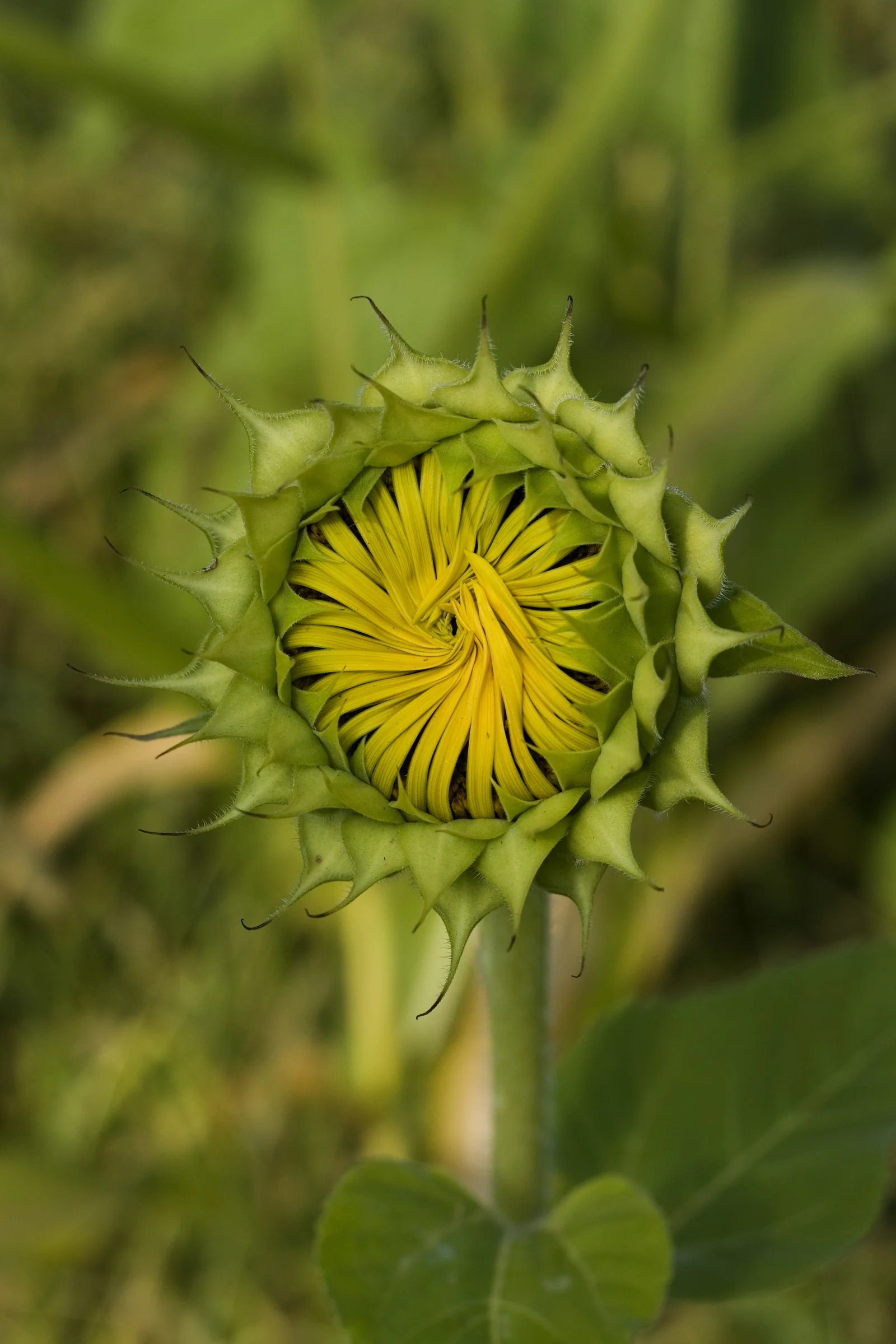 Birth of a Sunflower