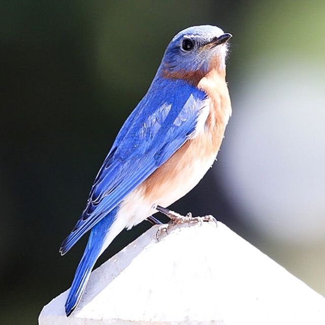 Always happy to see our daily visitor. During these crazy times, as hard as it may be, try to take a moment to just enjoy what's around us #bluebird #hunterdoncounty #nature #birdwatching #naturephotography #birdsofinstagram #teamcanon