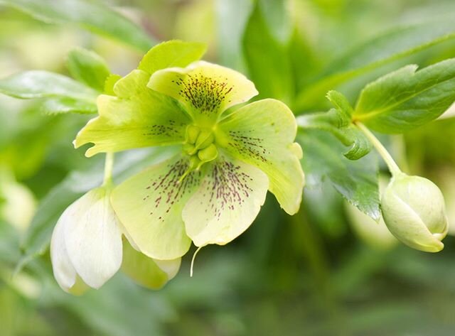 In trying to come up with new and creative ways to challenge myself behind the camera... I created a homemade lense filter out of old plastic wrap... The result is this photo of a Lenten Rose (I think 🤷🏻&zwj;♂️) in our garden. #create #neverstoplea