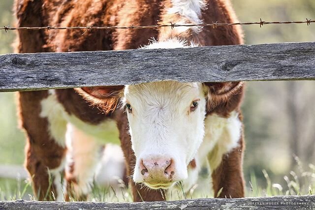 A few scenes from my morning walk. So happy we moo-ved here. These little moments of distraction and thinking of nothing are much needed these days. #cows #cowsofinstagram #naturephotography #nature #hunterdoncounty #teamcanon