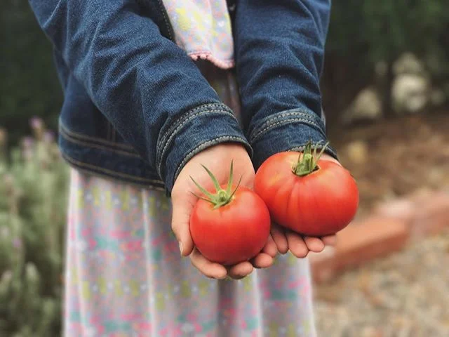 Check out the 'momotaro' tomatoes! Lived up to the hype, in the garden and in flavor... 🍅