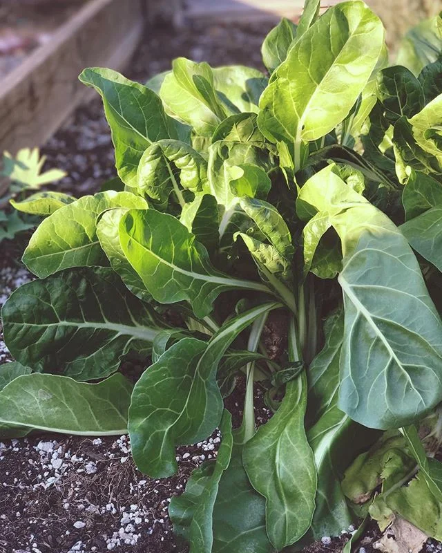 The chard that won't die! Tried to pull it out a couple weeks ago, but left some stump and roots. I wish growing everything was this easy...