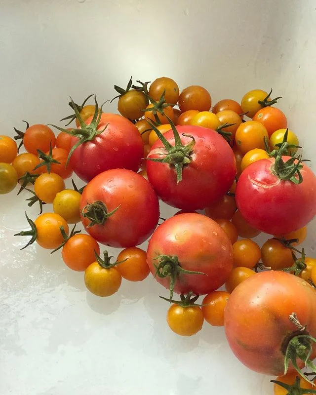 Almost down to the last of the Sun Golds and momotaro tomatoes... #fallishere