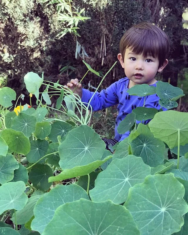 The little guy in the nasturtium patch.