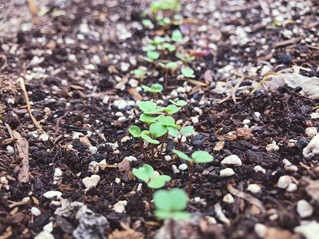 Found some old seeds and planted them in the garden with Amaya last weekend.

The arugula sprouted right away. Still waiting on the lettuce and beets. Thinking I need more herbs, though. Basil, thyme, parsley.