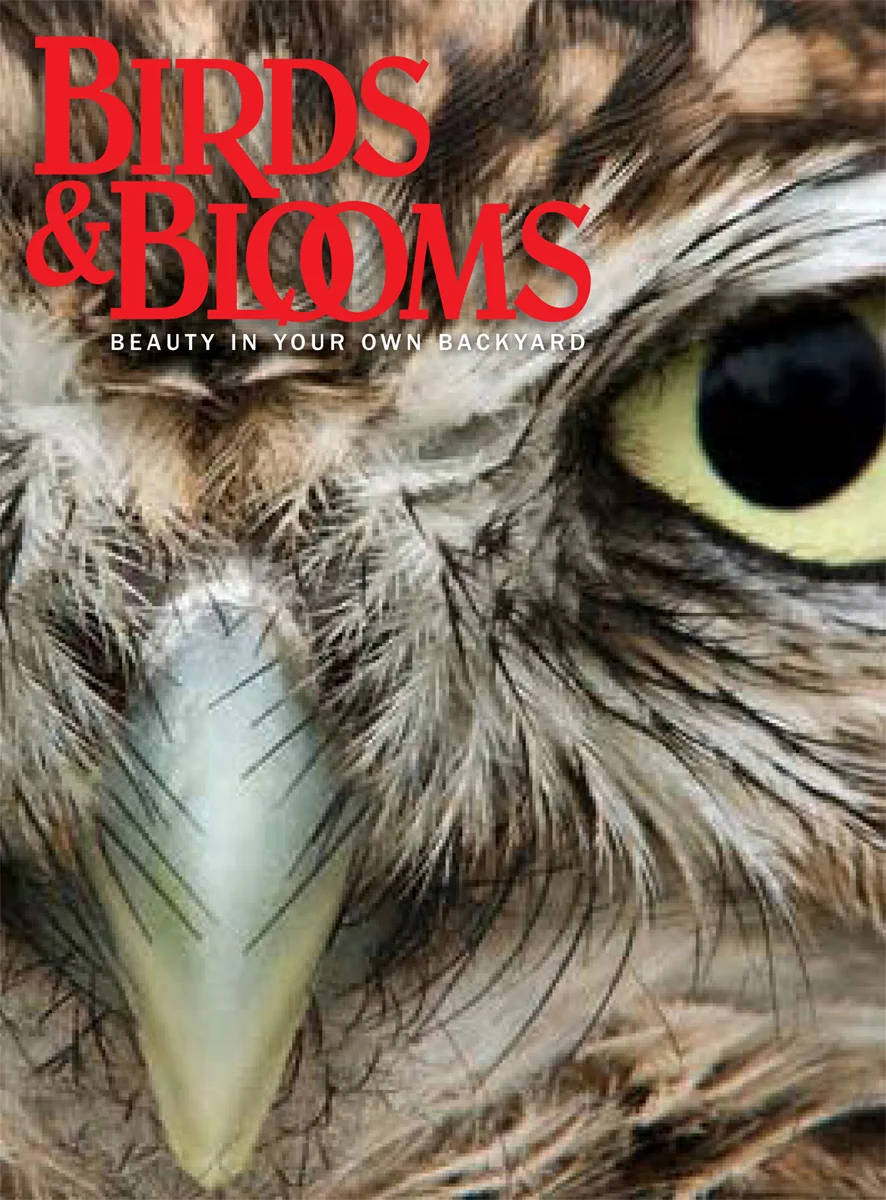 Birds & Blooms redesign, prototype cover