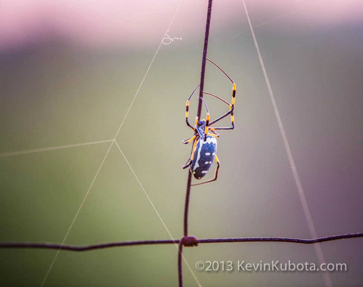 Beauty in the little things. Bring a close-up lens!
