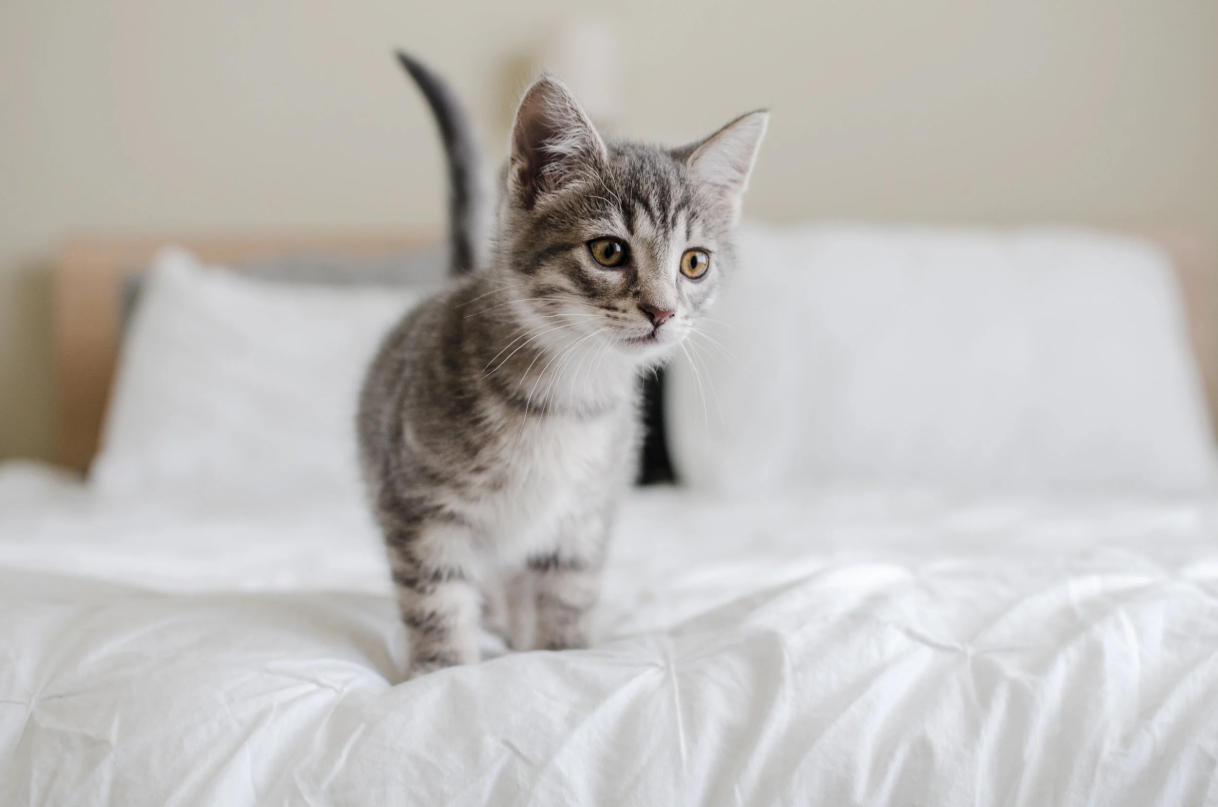 Grandkitties (35 of 85).jpg