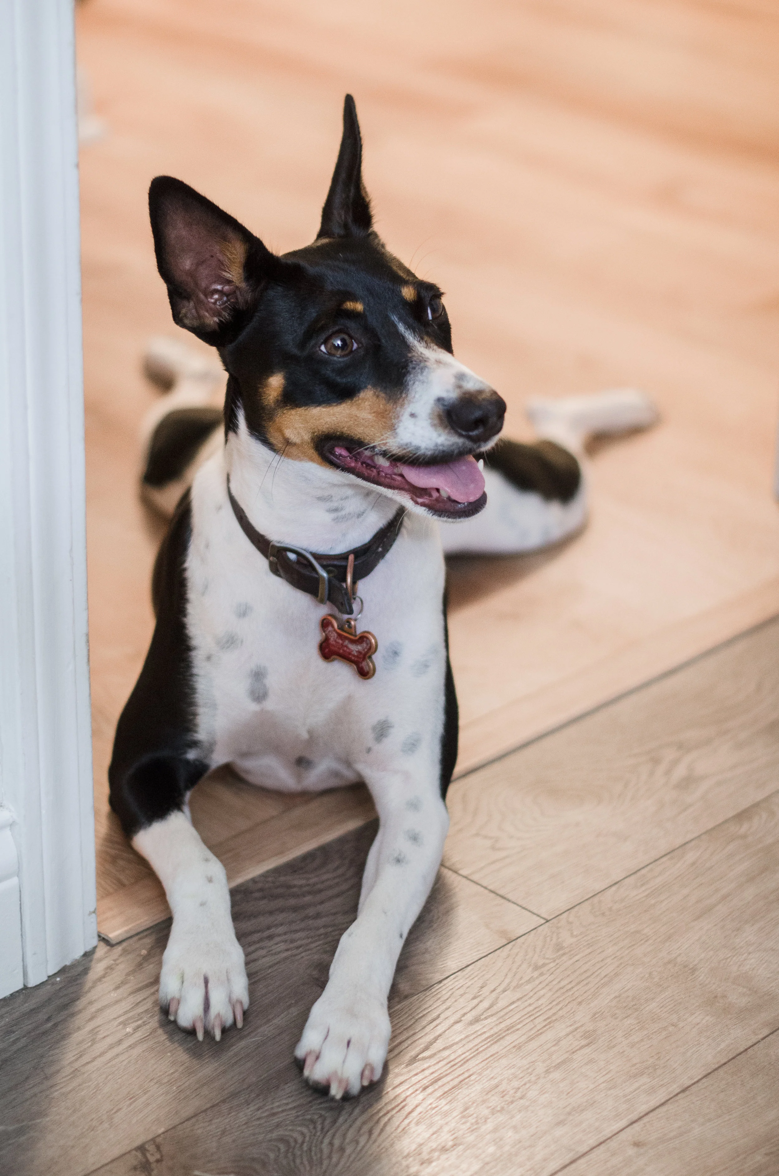 Doggo (2 of 5).jpg