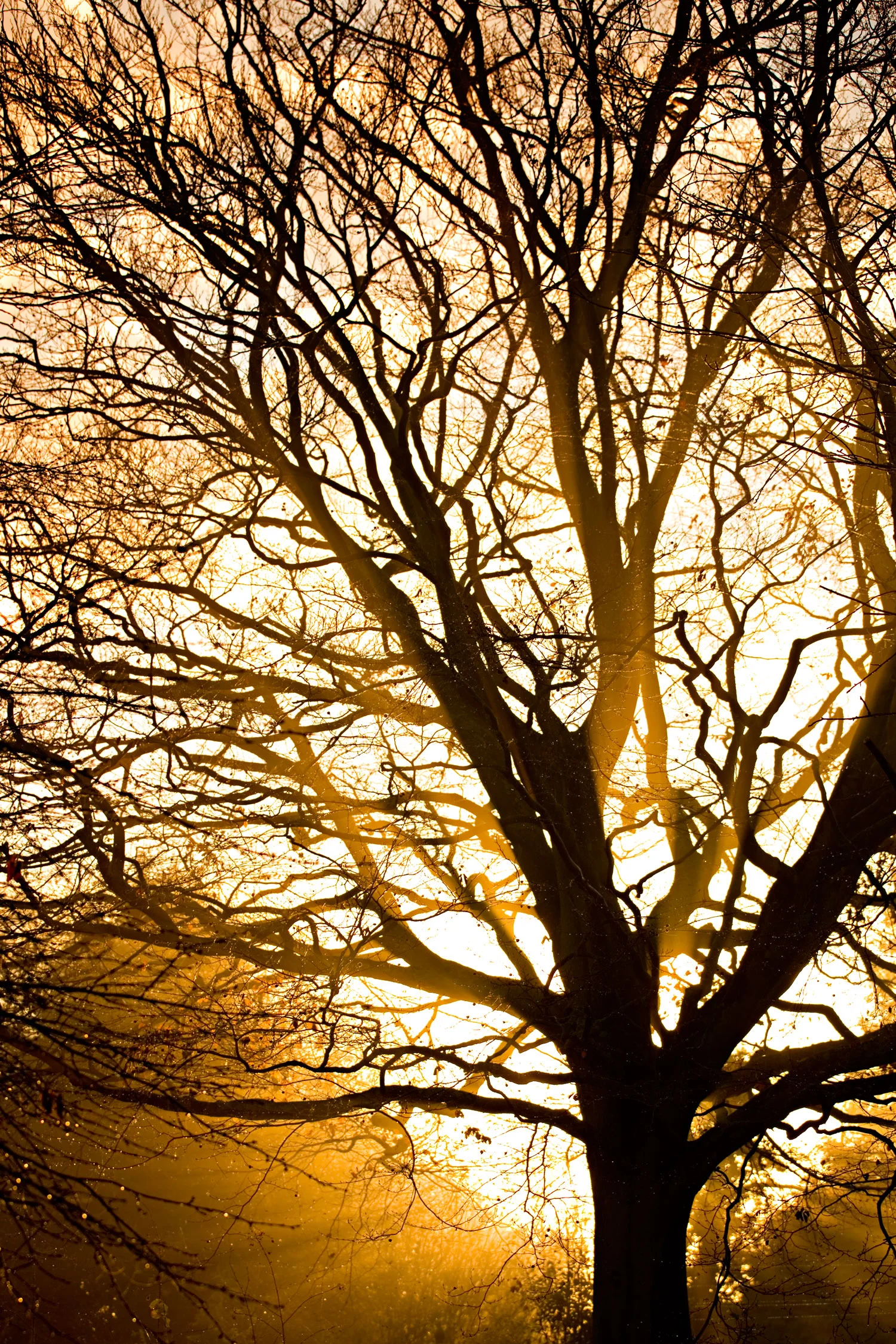 Dawn-Web.jpg