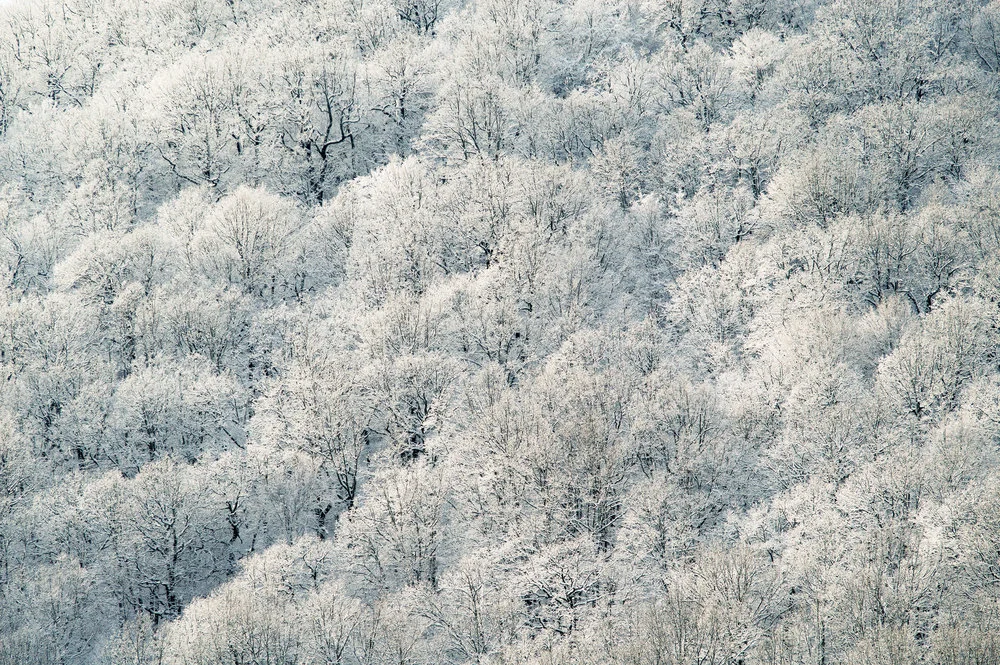 Winter_Hillside.jpeg
