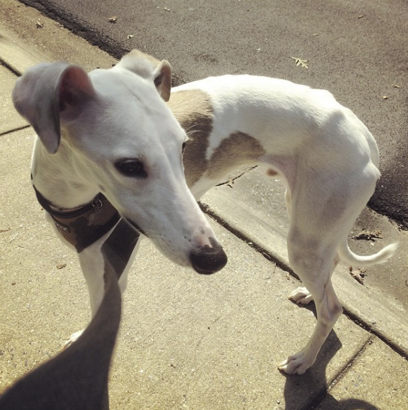 Skinny Ghost, from August 7 2014 - he was probably only about 27-28 lbs then.