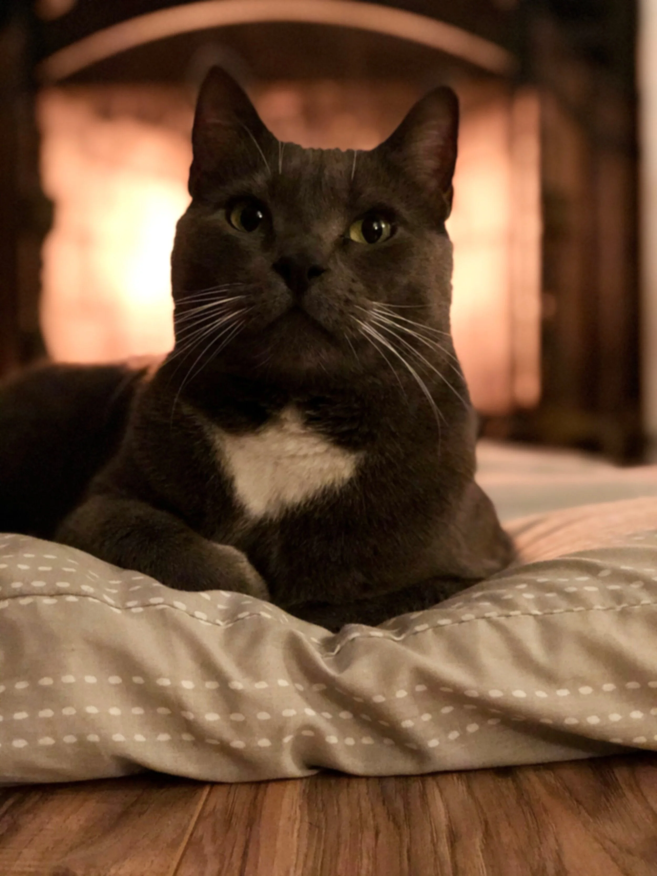 Tonx by the fireplace