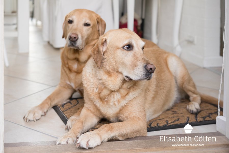 Two Labrador retrievers lying on the floor waiting