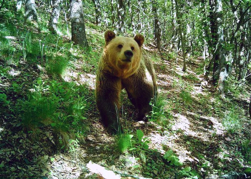 ABOVE: The local wildlife of Pelister National Park