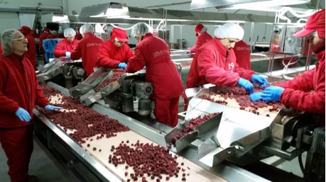 (ABOVE) Workers cleaning, sorting, and grading frozen goods