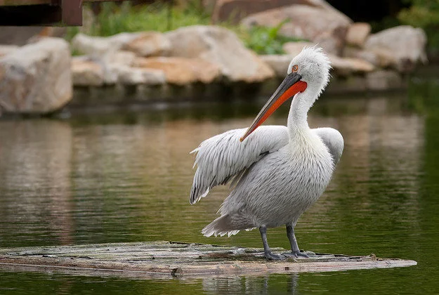 Dalmatian pelican Image by Arjan Havercamp / CC BY 2.0