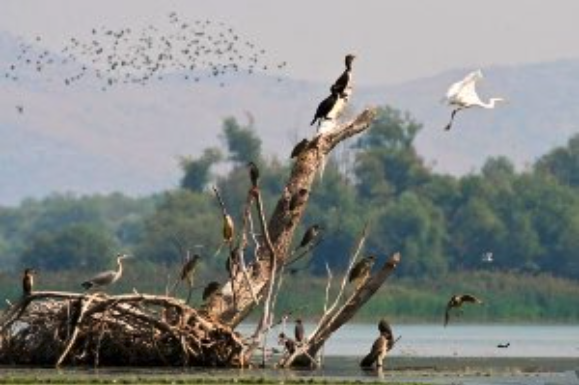 ABOVE/BELOW Avifauna wildlife from Lake Shkodra/Skadar