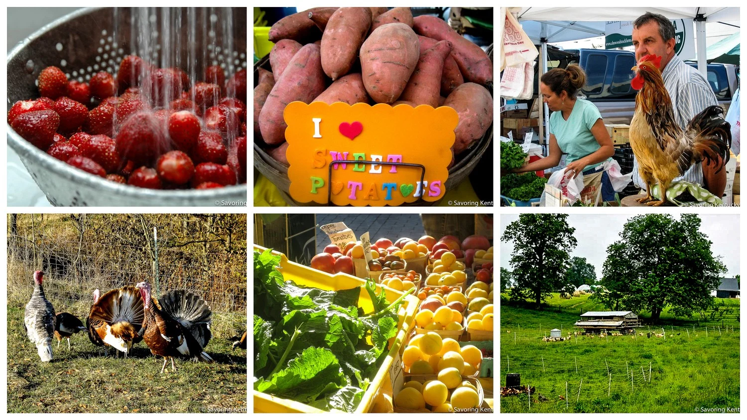 Images from Elmwood Stock Farm's certified organic bounty, top row from left: strawberries; sweet potatoes; Ann Bell Stone, Mac Stone, and Robby the Rooster at the Lexington Farmers Market . Bottom row from left: Elmwood's amazing turkeys; sunlit summer vegetables at the Lexington Farmers Market, chickens on grass with "chicken tractors." 