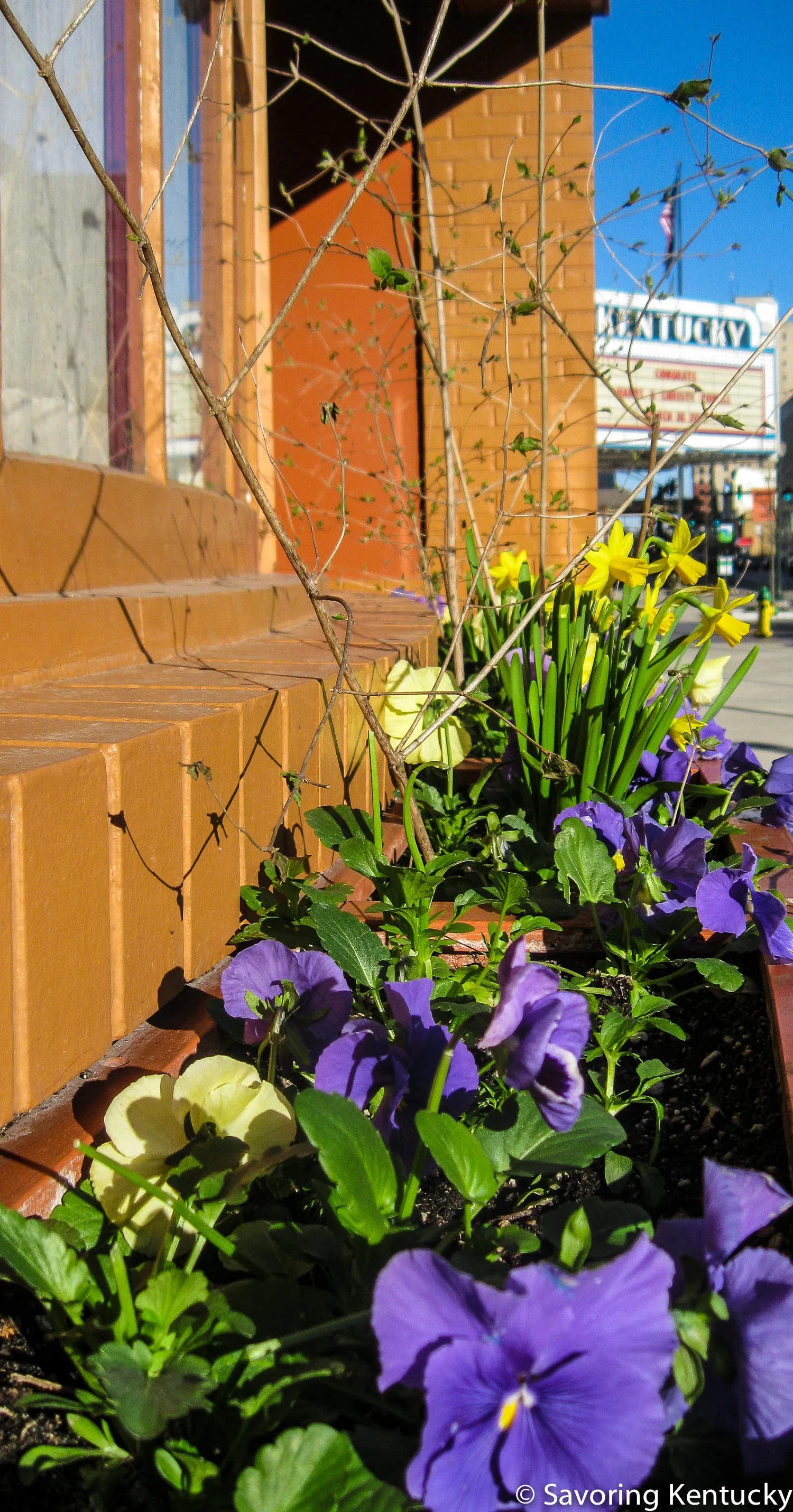 Flower boxes at The Bar complex, Main Street, Lexington, Kentucky