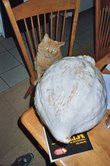 Hubbard curiosity